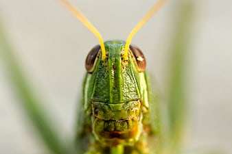 Macro Close-Up of Green Grasshopper Head