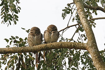 Two Spotted Owlets Sleeping on a Tree Branch