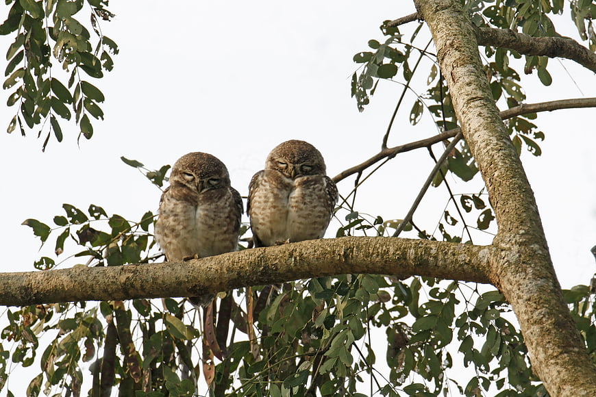 Two Spotted Owlets Sleeping on a Tree Branch