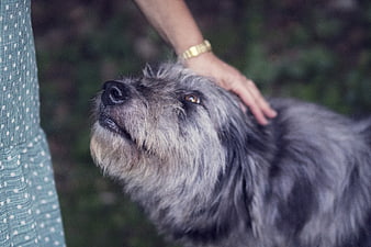 Close-up of a fluffy grey dog being petted by owner