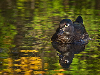 Female Wood Duck Swimming in Green Pond Water