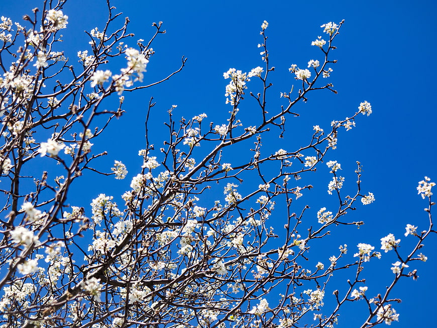 White Cherry Blossoms Against Vibrant Blue Sky