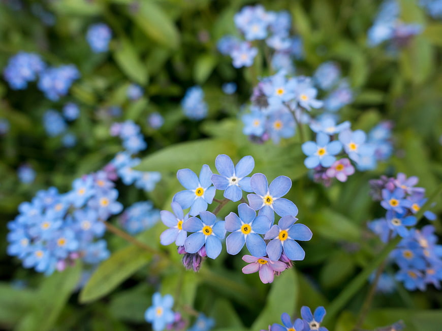 Close-up of Blue Forget-Me-Not Flowers in a Garden