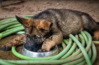 German Shepherd Puppy Drinking Water From Metal Bowl