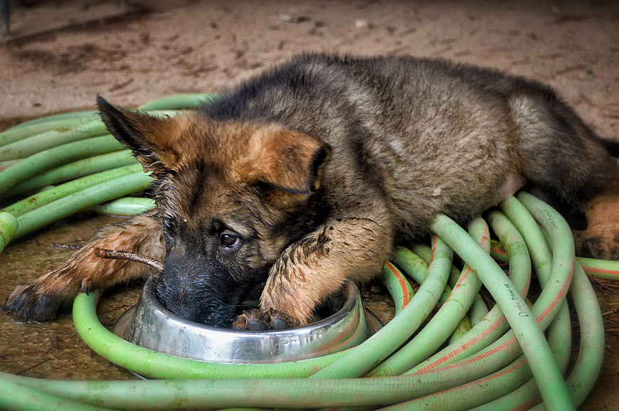 German Shepherd Puppy Drinking Water From Metal Bowl