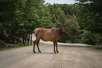 Majestic Elk Standing on Gravel Road in Forest