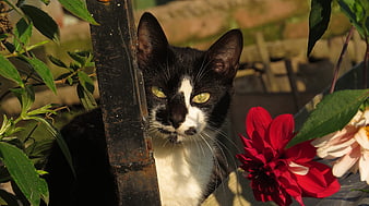 Black and white cat peeking from behind a post in a garden