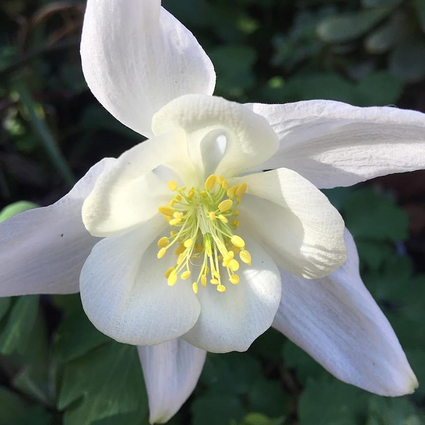 Close-up of a white columbine flower with yellow stamens