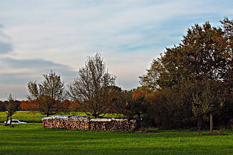Stacked firewood in a green meadow with autumn trees