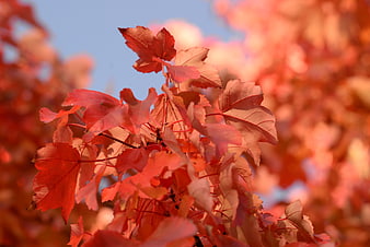 Vibrant Red Maple Leaves in Autumn Sunlight