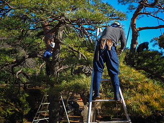 Gardeners pruning pine trees in traditional Japanese garden