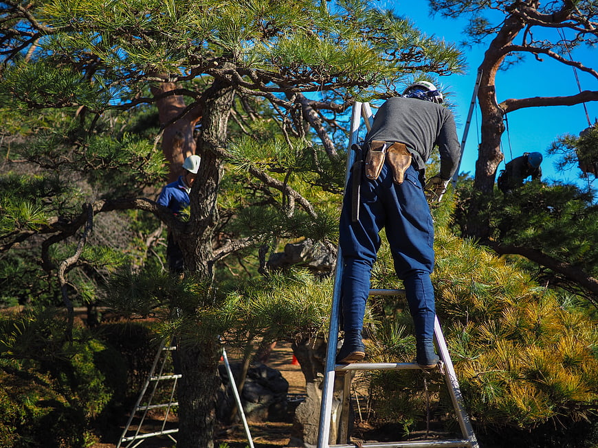 Gardeners pruning pine trees in traditional Japanese garden