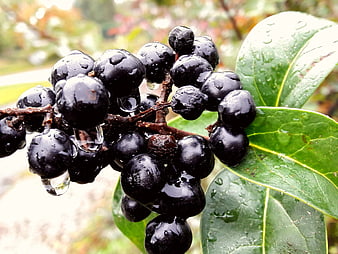 Close-up of wet black berries with water droplets on green leaves