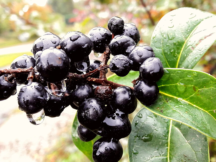 Close-up of wet black berries with water droplets on green leaves