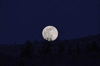 Full Moon Rising Over Dark Forest Silhouette at Night