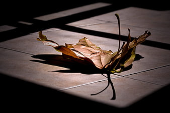 Dramatic sunlight on dried leaf with shadows on tiles
