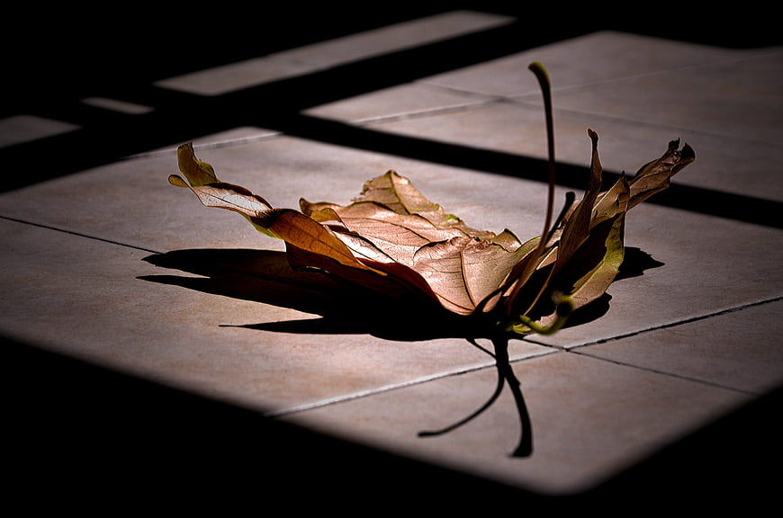 Dramatic sunlight on dried leaf with shadows on tiles