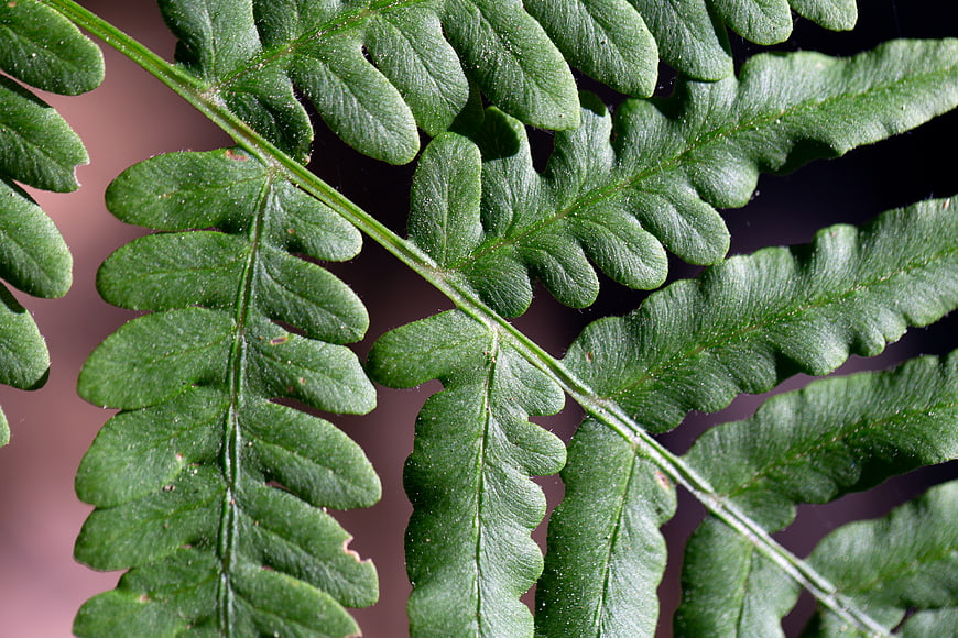 Close-up of green fern leaf texture with natural background