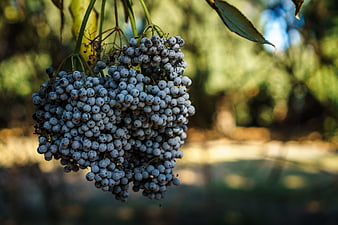 Close-up of ripe elderberries hanging on a branch