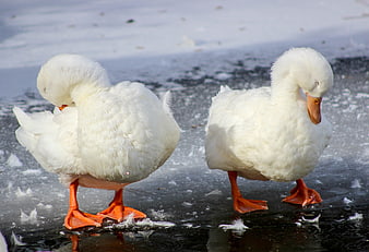 Two white ducks standing on frozen ice in winter