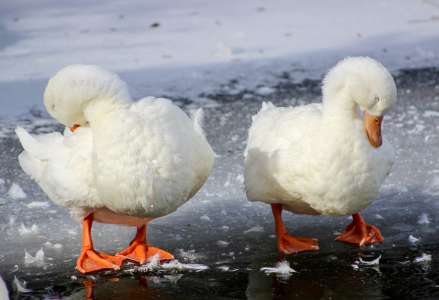 Two white ducks standing on frozen ice in winter