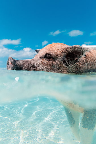 Pig swimming in clear blue tropical water