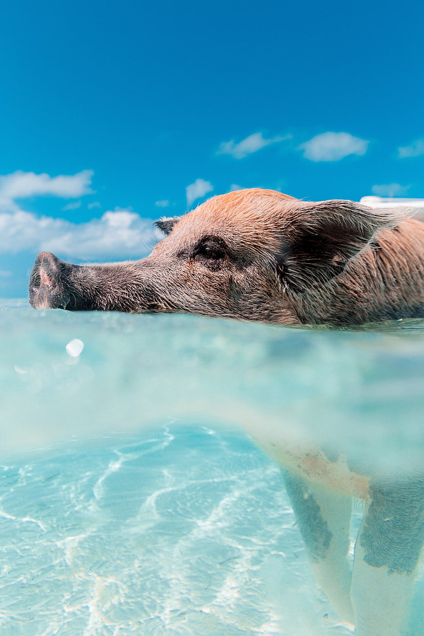 Pig swimming in clear blue tropical water