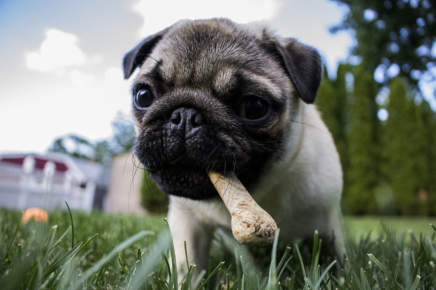Cute Pug Puppy Chewing Bone on Green Grass