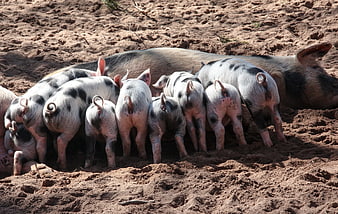 Mother pig nursing spotted piglets in sandy pen