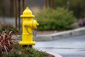 Yellow Fire Hydrant on Wet Street Corner