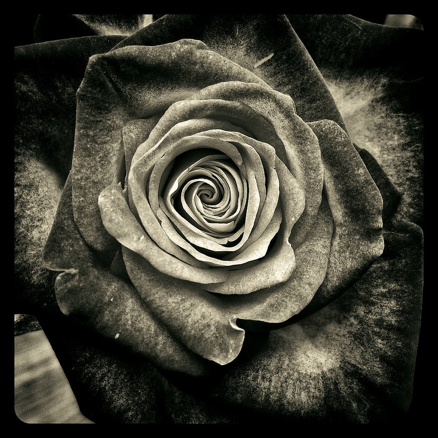 Close-up of a textured black and white rose spiral