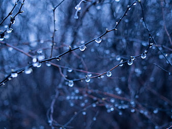 Raindrops on Bare Tree Branches in Blue Forest