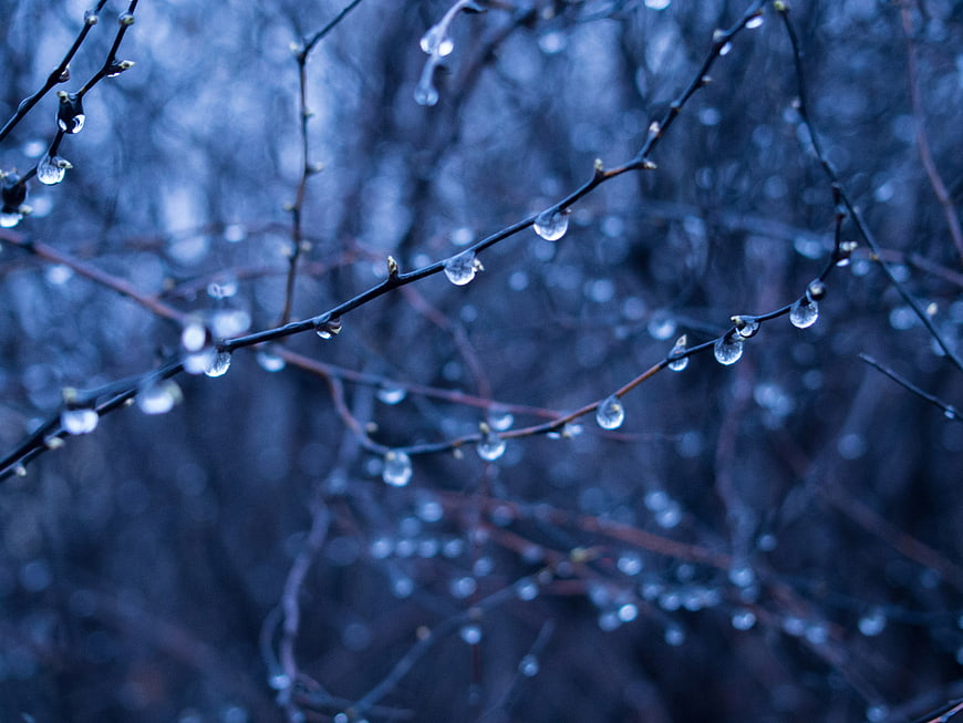 Raindrops on Bare Tree Branches in Blue Forest