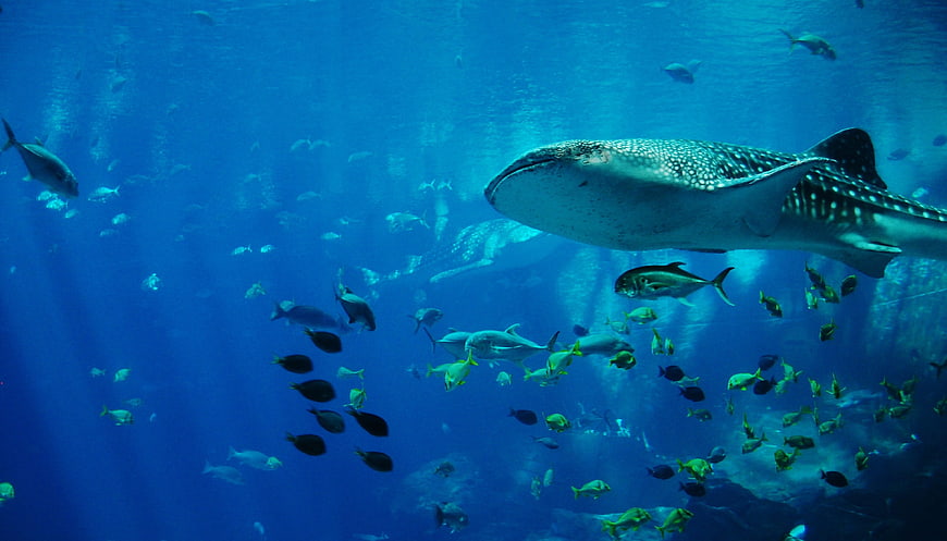 Whale Shark Swimming in Blue Aquarium Tank