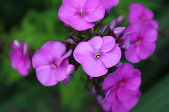 Close-up of vibrant purple phlox flowers with green background