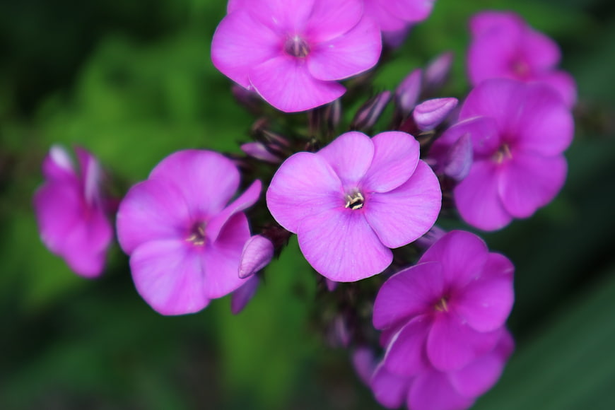 Close-up of vibrant purple phlox flowers with green background