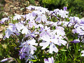 Close-up of blooming light purple phlox flowers in sunlight