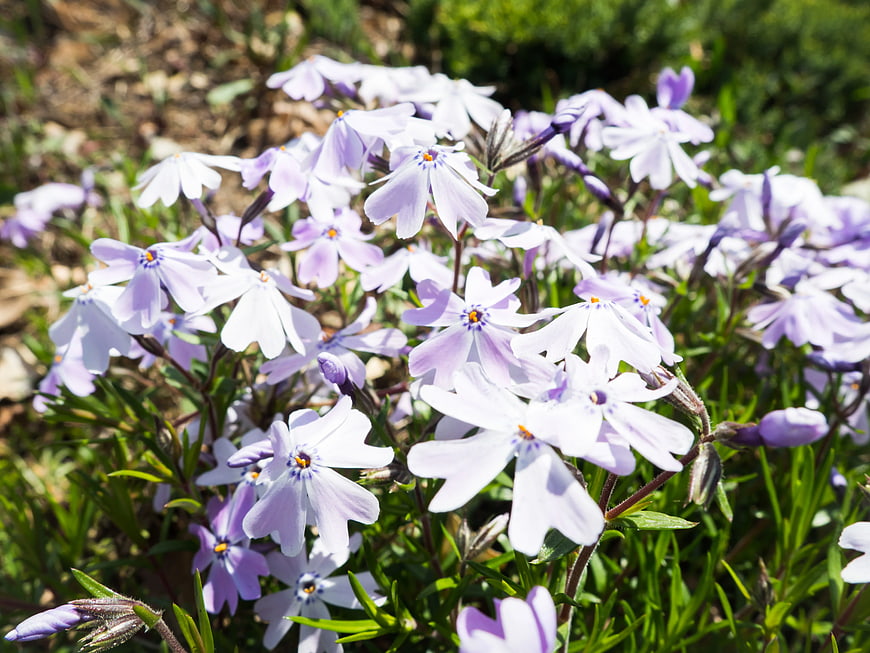 Close-up of blooming light purple phlox flowers in sunlight