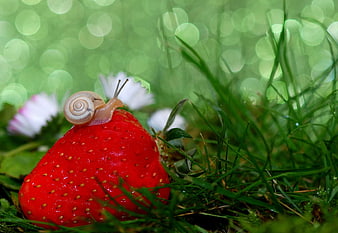 Snail on a Red Strawberry in Green Grass
