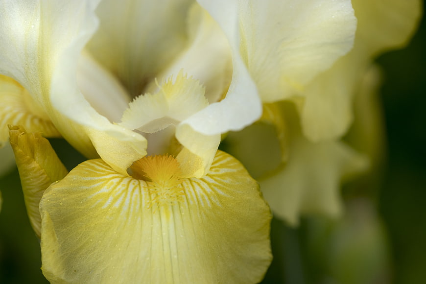 Close-up of a yellow iris flower with soft focus background