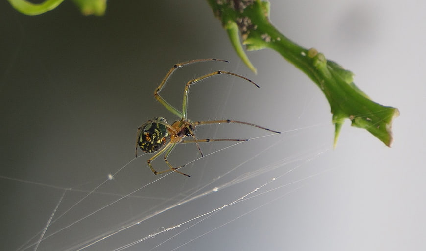 Green and Gold Orb Weaver Spider on Web