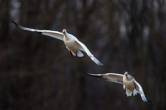 Two white geese flying in flight against blurred forest background