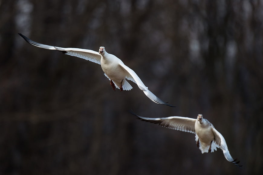 Two white geese flying in flight against blurred forest background