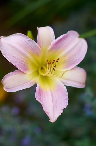 Close-up of Pink and Yellow Daylily Flower