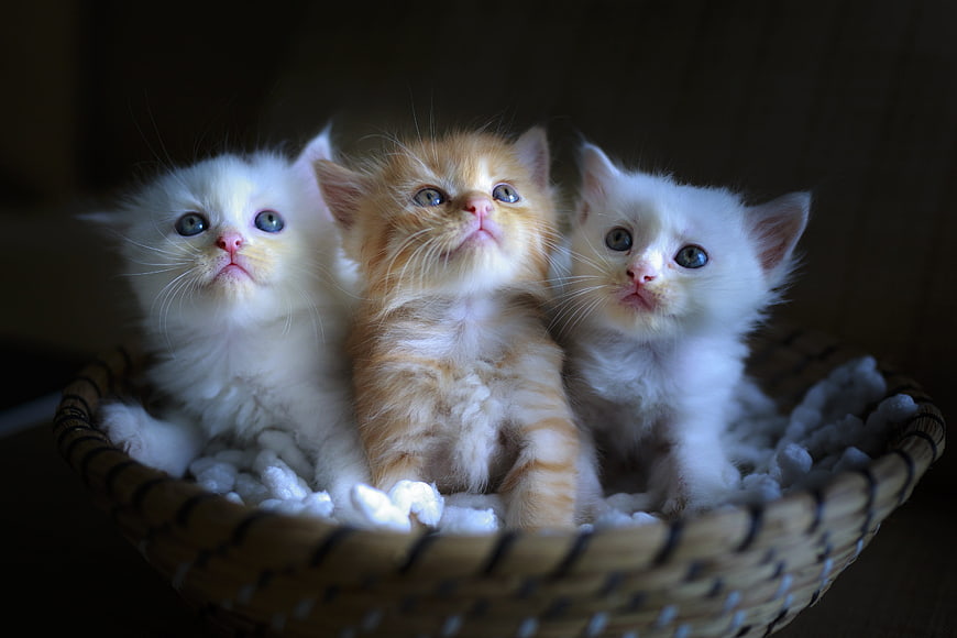 Three fluffy kittens sitting in a woven basket
