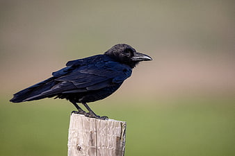 Black Raven Perched on Wooden Post with Blurred Background
