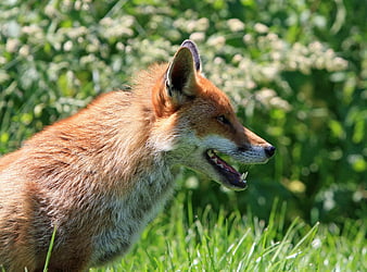 Red Fox Profile in Green Grass Field