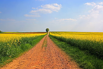 Dirt Road Leading Through Vibrant Yellow Rapeseed Fields