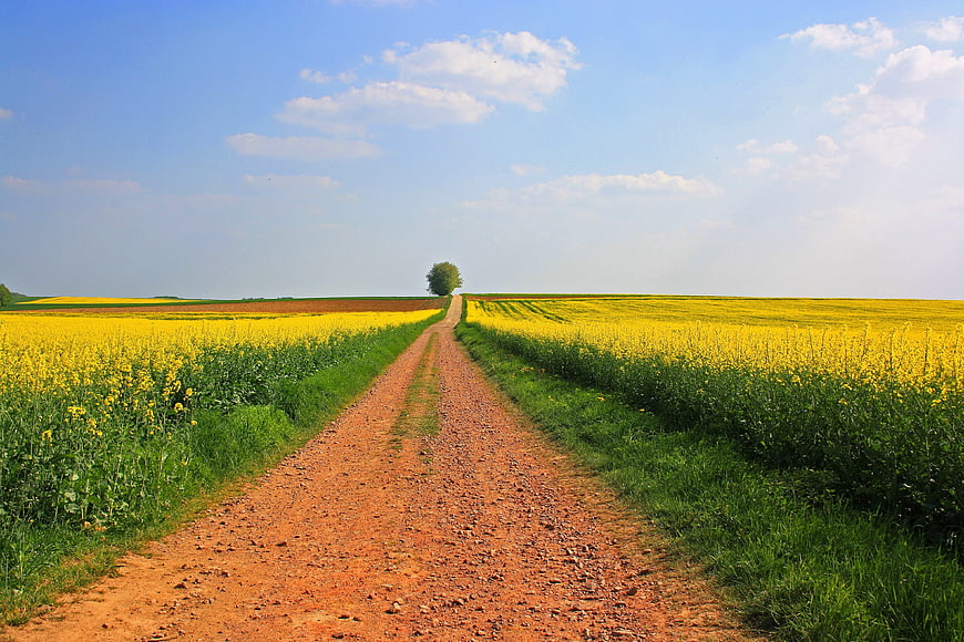 Dirt Road Leading Through Vibrant Yellow Rapeseed Fields