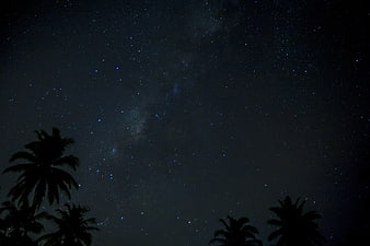 Milky Way Galaxy Over Silhouetted Palm Trees At Night